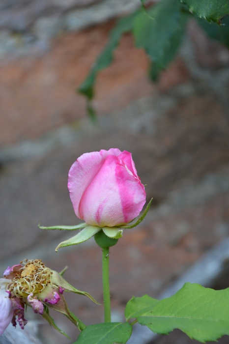'Lady Waterlow' rose photo