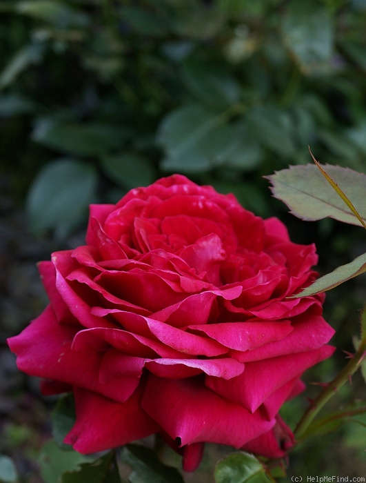 'Алустон' rose photo