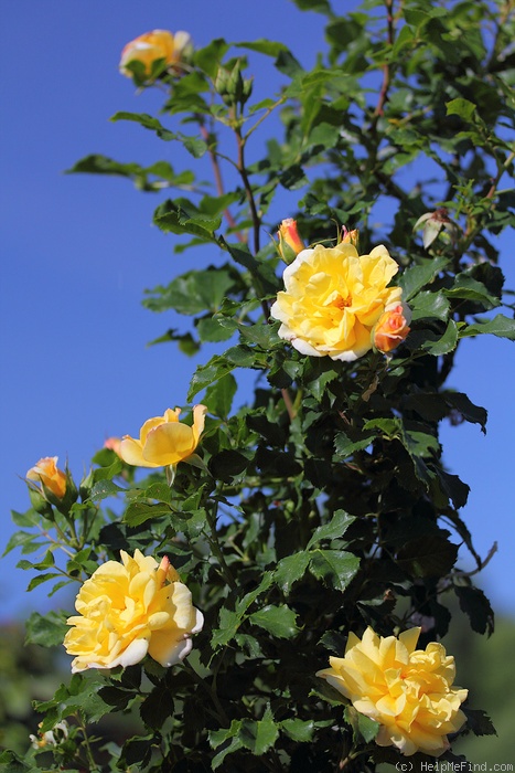 'Weihrauchs Moonlight Serenade' rose photo