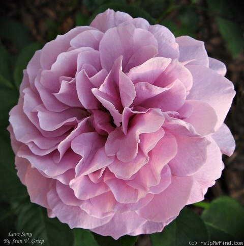 'Love Song (floribunda, Carruth 2011)' rose photo