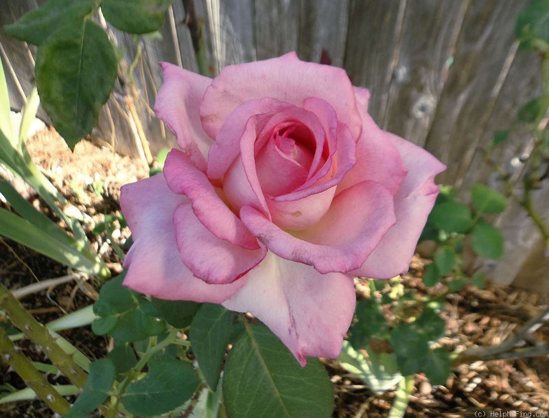 'Mavrik' rose photo