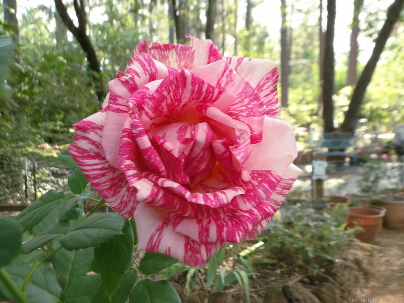 'Pink Intuition' rose photo
