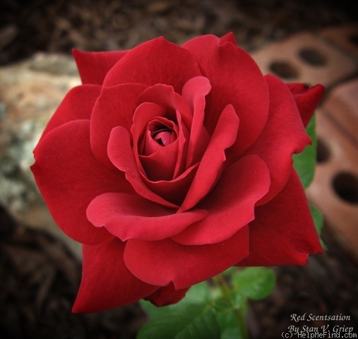'Red Scentsation ™' rose photo
