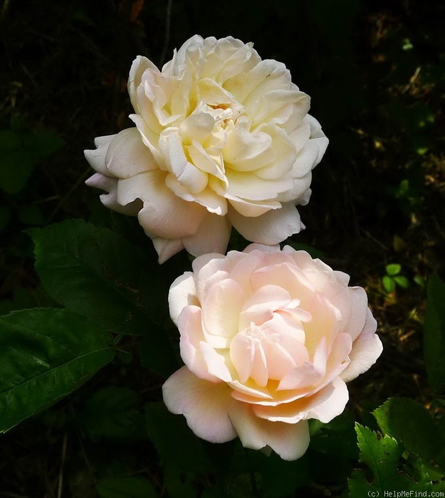 'Sisi Ketten (polyantha, Ketten, 1900)' rose, click to enlarge 'Sisi Ketten (polyantha, Ketten, 1900)' rose photo