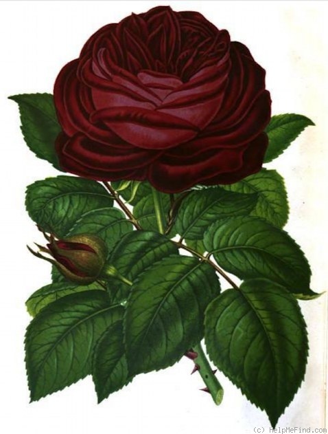 'Charles Darwin (Hybrid Perpetual, Laxton, 1869)' rose photo