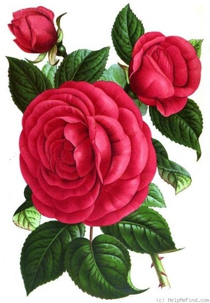 'Countess of Rosebery' rose photo
