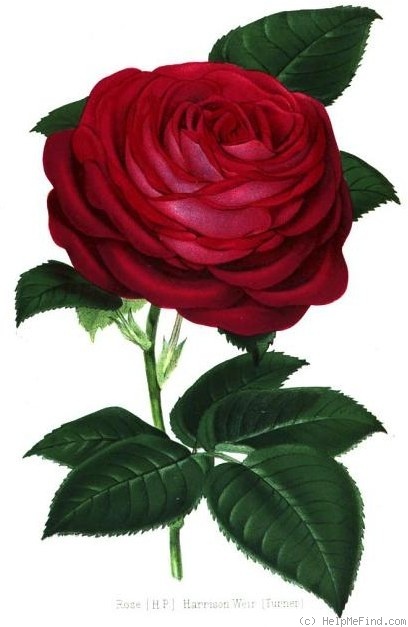 'Harrison Weir' rose photo