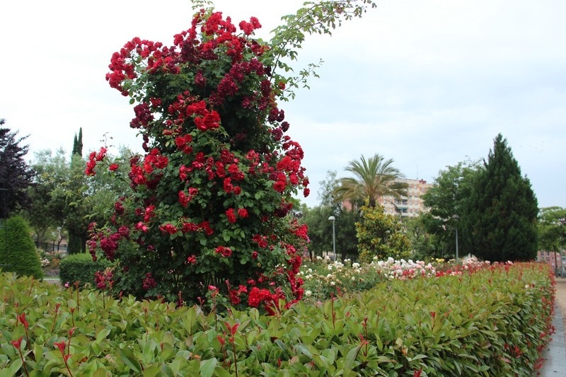 'Roserar de Dot i de Camprubí'  photo