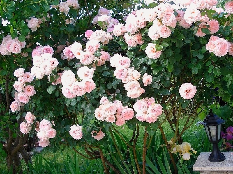 'Clair Renaissance ™' rose photo