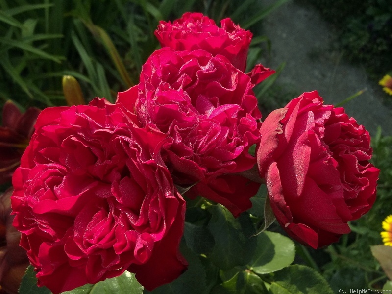 'Traviata ™ (hybrid tea, Meilland, 1997)' rose photo