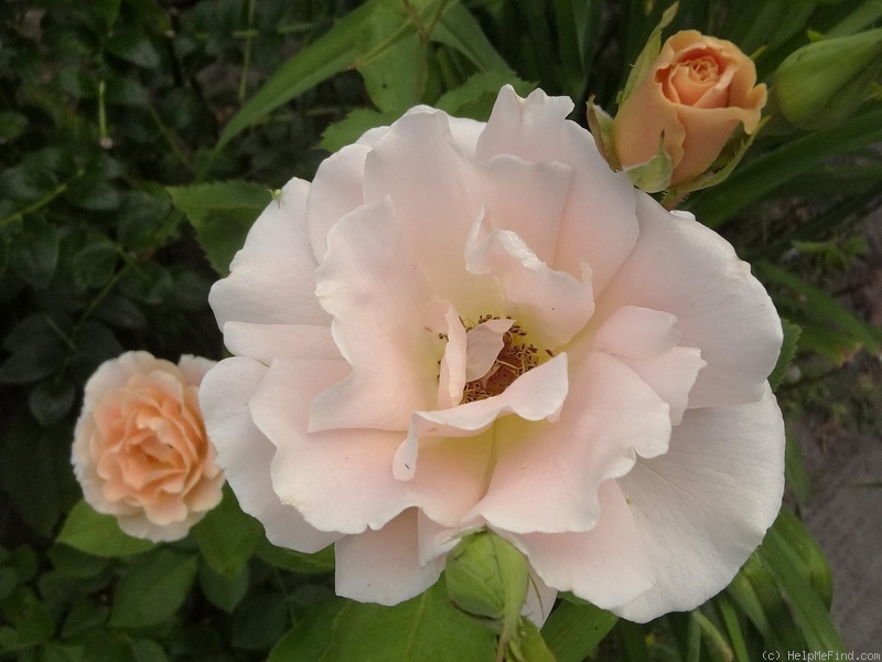 'Folk Singer' rose photo
