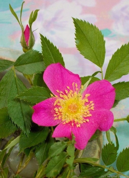 '<i>Rosa pendulina</i> L.' rose photo