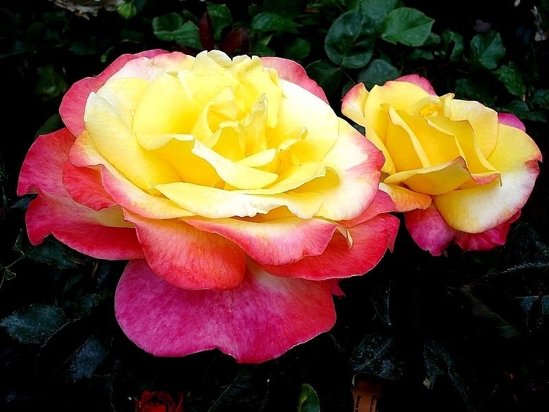 'Concours Lepine ®' rose photo