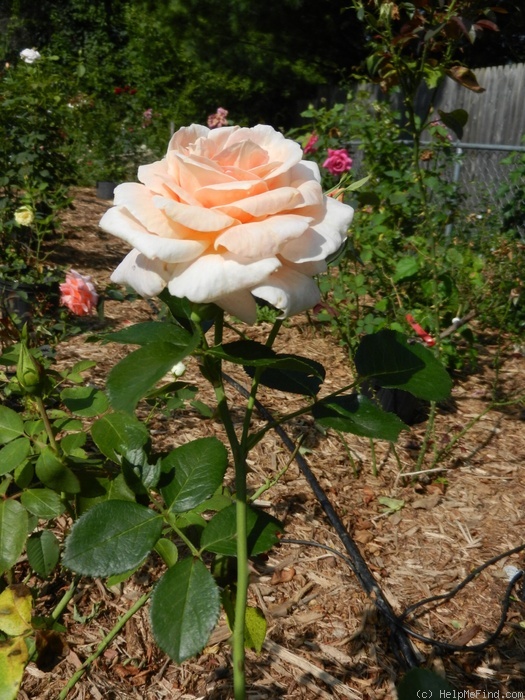 'Prairie Sunrise (Shrub, Buck, 1992)' rose photo