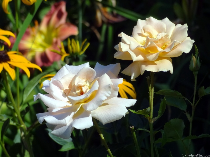'Folk Singer' rose photo