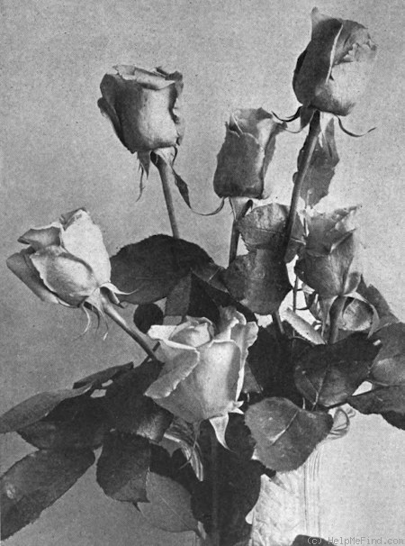 'Prima Donna (hybrid tea, Guillot, 1908)' rose photo
