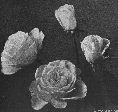 'Mrs. John Cook' rose photo