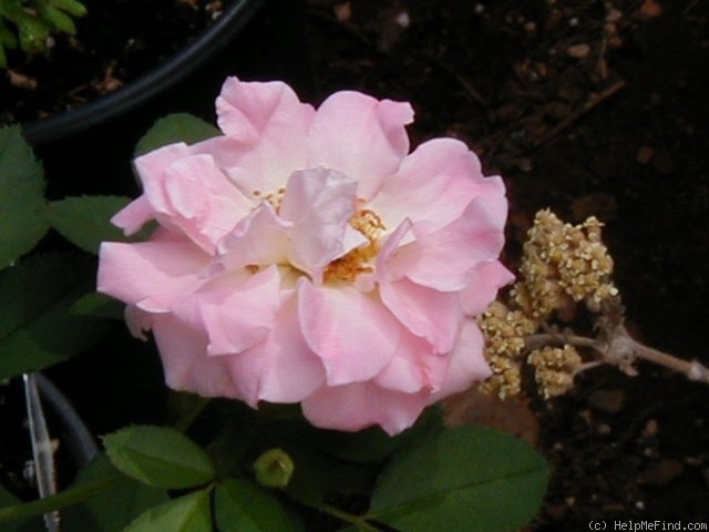 'Porcelain Rose' rose photo