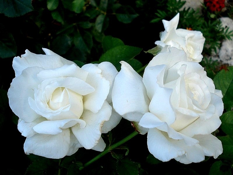 'Pape Jean Paul II ®' rose photo