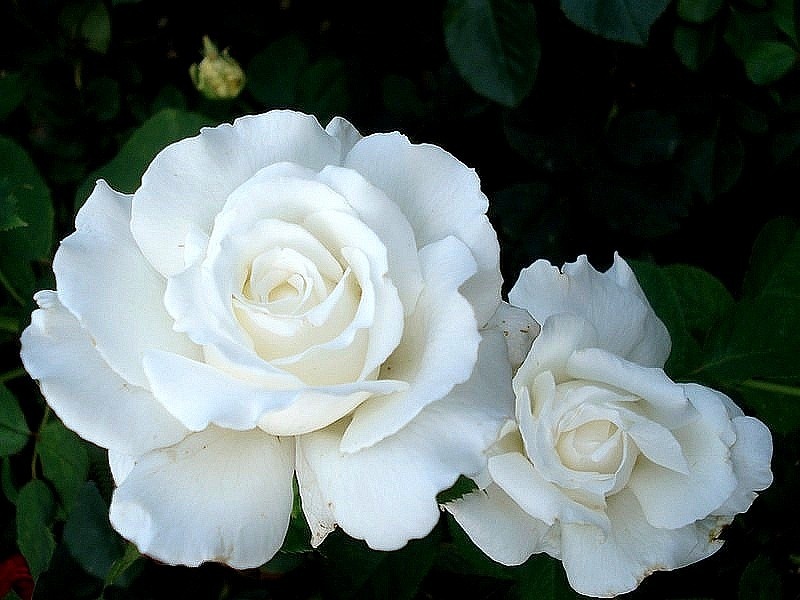 'Pape Jean Paul II ®' rose photo