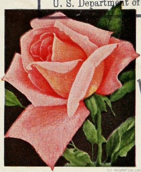 'Wilhelm Kordes (pernetiana, Kordes, 1922)' rose photo