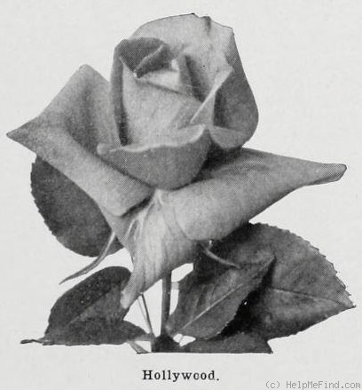 'Hollywood (hybrid tea, Scitine, 1930)' rose photo