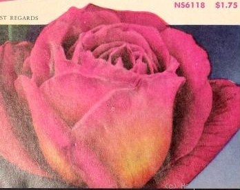 'Best Regards' rose photo