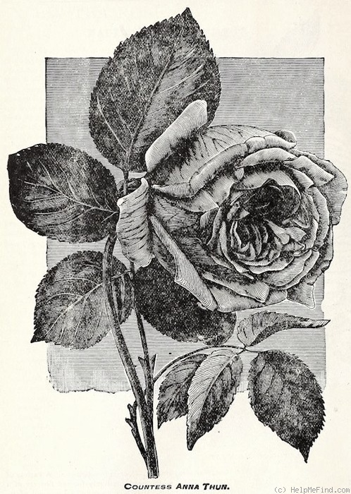 'Comtesse Anna Thun' rose photo