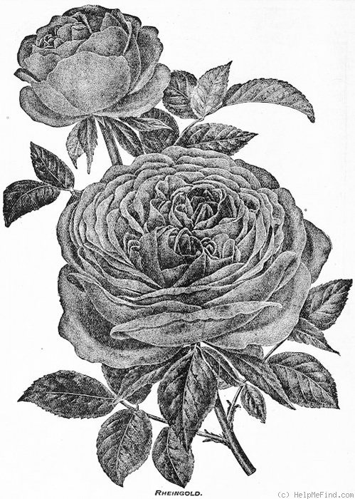 'Rheingold (tea, Lambert, 1888)' rose photo