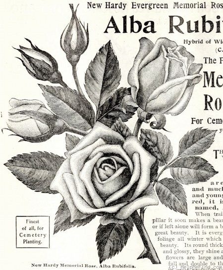 'Alba Rubrifolia' rose photo