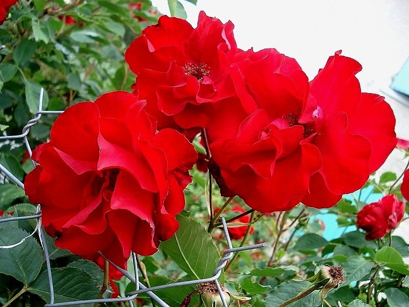'Castella ®' rose photo