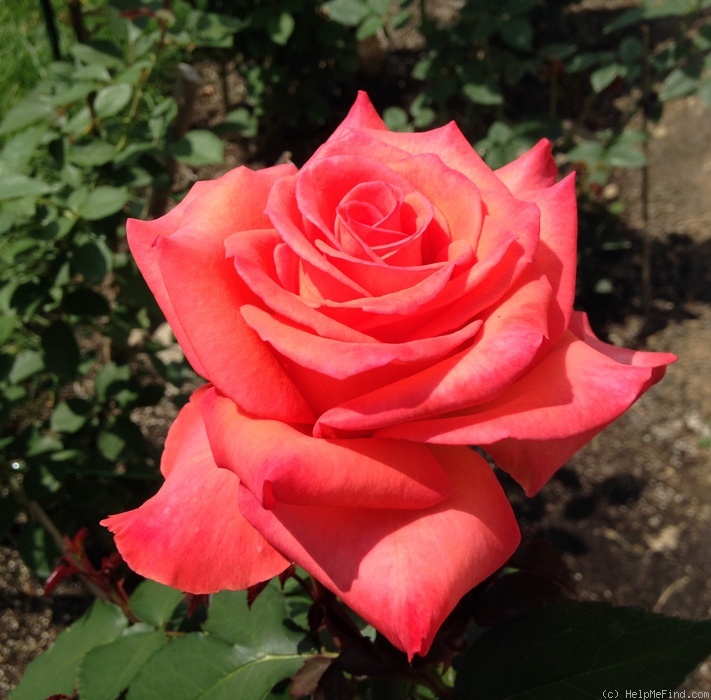 'Impulse ® (hybrid tea, Evers/Tantau, 2006)' rose photo