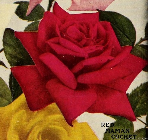 'Red Maman Cochet (hybrid tea, Lambert 1898)' rose photo