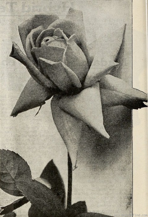 'Rena Robbins' rose photo