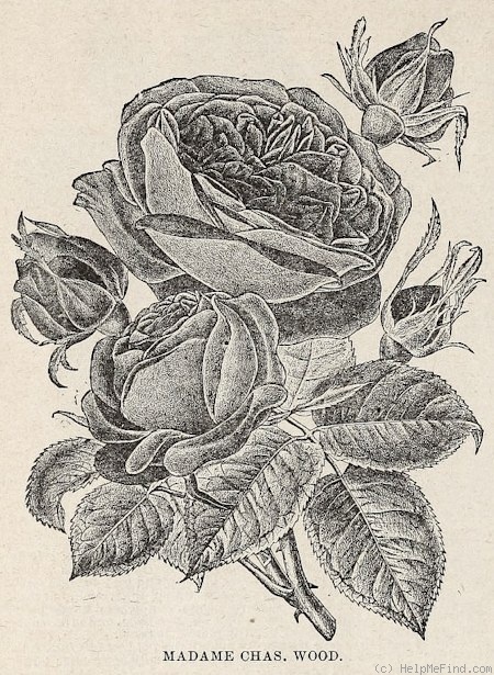 'Madame Charles Wood' rose photo