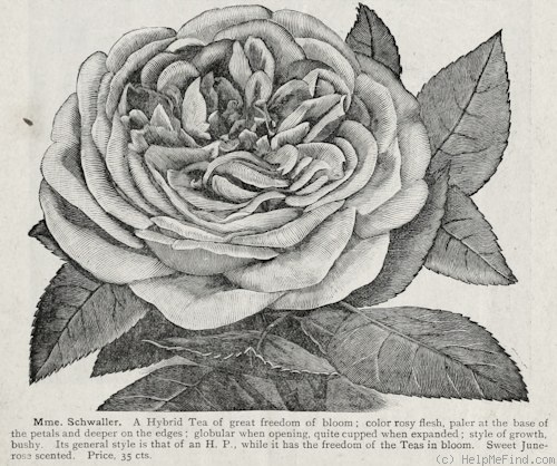 'Madame Schwaller' rose photo