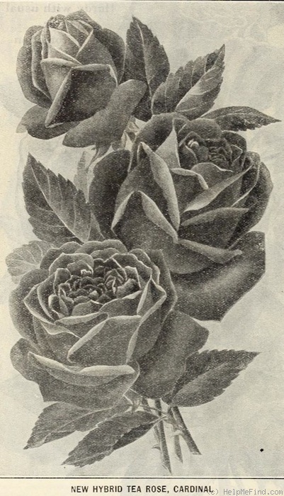 'Cardinal (hybrid tea, Cook & Son 1904)' rose photo