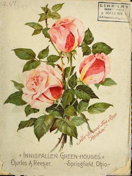 'Rainbow (tea, Sievers, 1889)' rose photo
