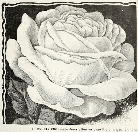 'Cornelia Cook' rose photo