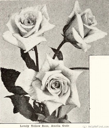 'Amelia Gude' rose photo