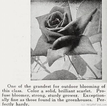 'Écarlate (hybrid tea, Boytard, 1907)' rose photo