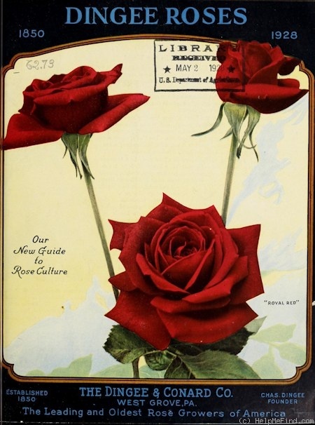 'Royal Red (hybrid tea, Hill, 1924)' rose photo