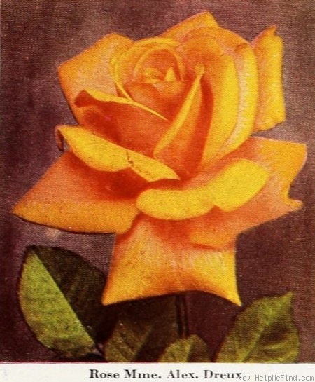 'Madame Alexandre Dreux' rose photo