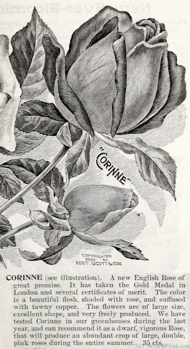 'Corinna (tea, Paul, 1893)' rose photo