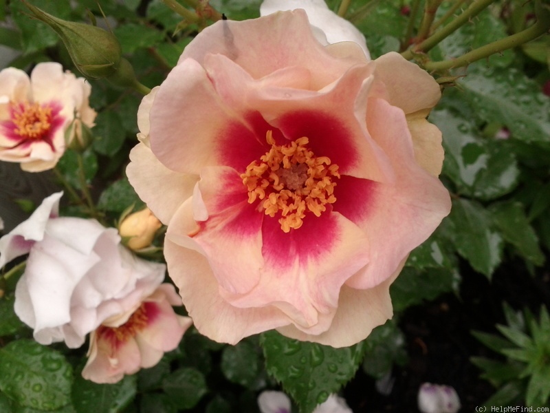 'Bull's Eye (shrub, James 2011)' rose, click to enlarge 'Bull's Eye (shrub, James 2011)' rose photo