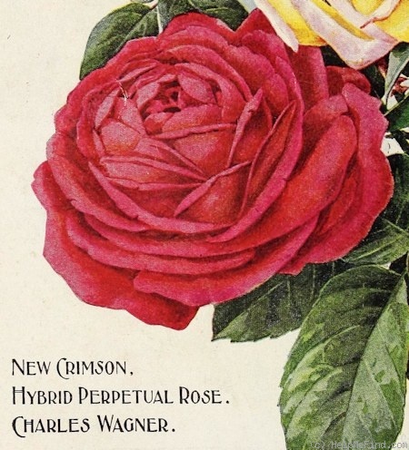 'Charles Wagner' rose photo