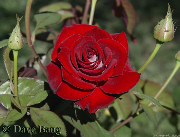 'Jolene Adams' rose photo