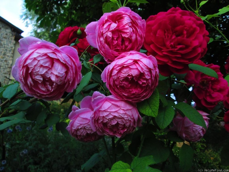 'Alan Titchmarsh' rose photo