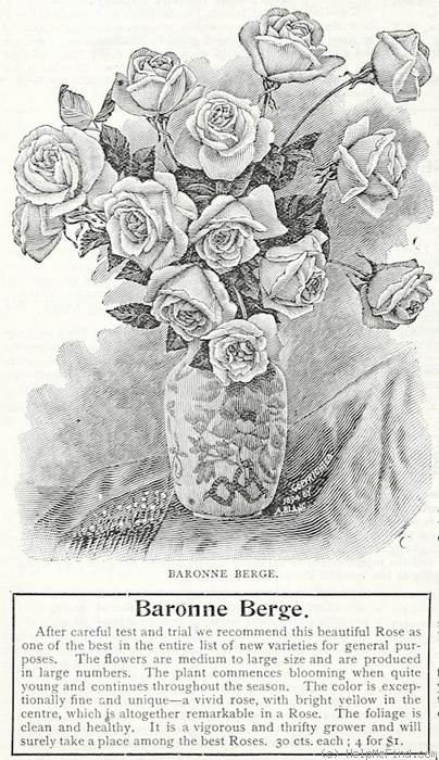 'Baronne Berge' rose photo