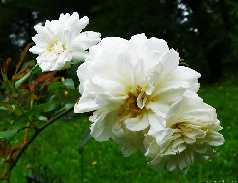 'Jenny Wren' rose, click to enlarge 'Jenny Wren' rose photo